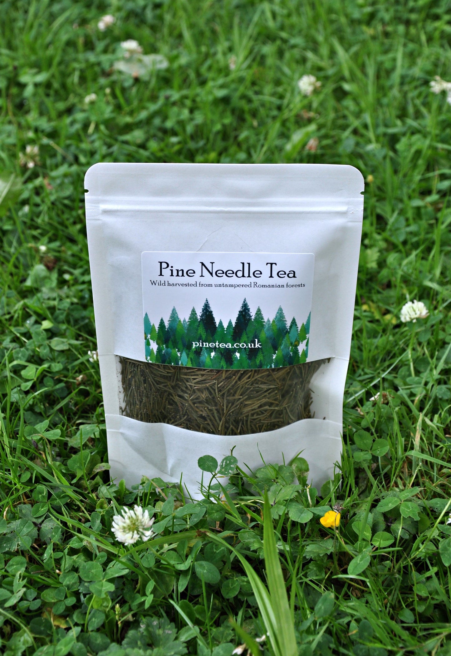 Pine Needle Tea